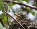 Baby Robin Royalty Free Stock Photo