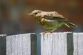 Baby robin