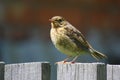 Baby robin