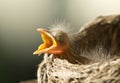 Baby Robin Royalty Free Stock Photo