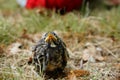 Baby Robin bird found on the ground Royalty Free Stock Photo