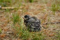 Baby Robin bird found on the ground Royalty Free Stock Photo