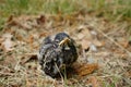 Baby Robin bird found on the ground Royalty Free Stock Photo