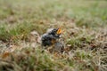 Baby Robin bird found on the ground Royalty Free Stock Photo