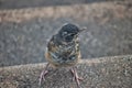 Baby Robin bird fresh out of the nest perched on front steps Royalty Free Stock Photo