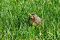 Baby robin bird on ground Royalty Free Stock Photo