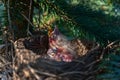 Baby robin bird in nest Royalty Free Stock Photo