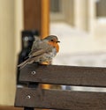 Baby robin on cafe chair