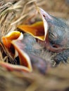 Baby robin chicks in nest Royalty Free Stock Photo