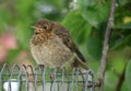 Baby robin, erithacus rubecula, perched wire mesh Royalty Free Stock Photo