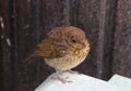 Baby robin, erithacus rubecula, stood on box lid Royalty Free Stock Photo