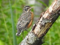 Baby Robin exploring the woods Royalty Free Stock Photo