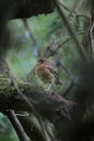 Baby robin hides in the woods