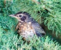 Baby Robin leaving it's nest. Royalty Free Stock Photo