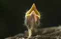 Baby Robin in Nest Royalty Free Stock Photo