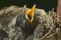 Baby Robin In Nest Royalty Free Stock Photo