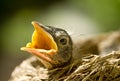 Baby Robin in Nest