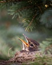 Baby robin in nest Royalty Free Stock Photo