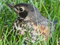 Baby Robin Out of Nest Resting in the Grass in Wisconsin Royalty Free Stock Photo