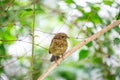 Baby Robin Red Breast (Erithacus rubecula) in Dublin, Ireland