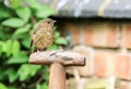 Baby Robin sat on spade handle