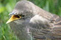 Baby Robin Royalty Free Stock Photo