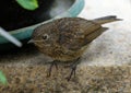 Baby Robin waiting to be fed. Royalty Free Stock Photo