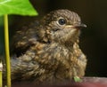 Baby Robin waiting to be fed. Royalty Free Stock Photo