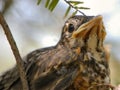 Baby Robin Waits for Food Royalty Free Stock Photo