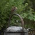 Baby robin on a watering can