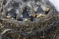 Baby Robins Royalty Free Stock Photo