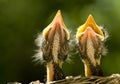 Baby Robins Royalty Free Stock Photo