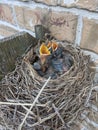 Baby robins bird nest on fence post Royalty Free Stock Photo