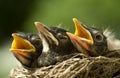 Baby Robins in Nest Royalty Free Stock Photo