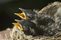 Baby Robins In A Nest Royalty Free Stock Photo