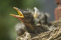 Baby Robins in a Nest Royalty Free Stock Photo