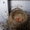 Baby Robins in nest