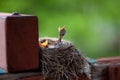 Baby robins in nest with mouths open Royalty Free Stock Photo
