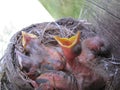 Baby robins Royalty Free Stock Photo