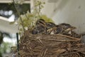 Baby Robins