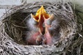 Baby Robins Royalty Free Stock Photo