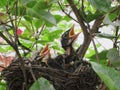 Baby Robins Royalty Free Stock Photo