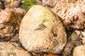 A baby rock crab