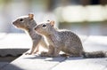 Baby Rock Squirrels, Tucson Arizona Royalty Free Stock Photo