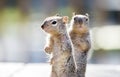 Baby Rock Squirrels, Tucson Arizona