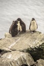 BABY ROCKHOPPER PENGUINS