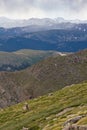 A Baby Rocky Mountain Big Horn Sheep resting on the hillside Royalty Free Stock Photo