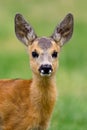 Baby roe deer on summer meadow Royalty Free Stock Photo