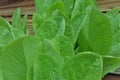 Baby Romaine Lettuce Lactuca Sativa Leaves Volunteer Seedlings 2 Royalty Free Stock Photo