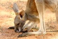 Baby Roo Royalty Free Stock Photo